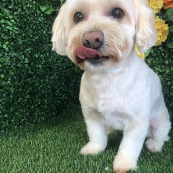 Pet Stop Grooming - Maltipoo dog - Pet Groomers Near Me - Garden Grove, California