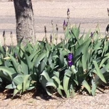 Blake Ranch RV Park - What a lovely display for Easter morning! - RV Parks Near Me - Kingman, Arizona Blake Ranch RV Park - What a lovely display for Easter morning! - RV Parks Near Me - Kingman, Arizona