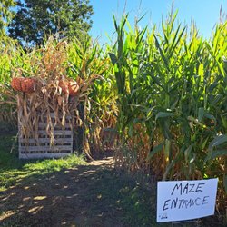 Pringles Orchard - Corn maze