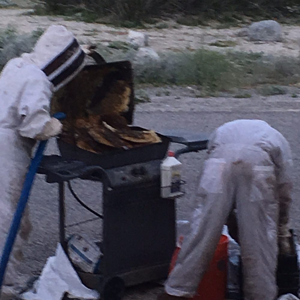 Bee Wranglers - Approximately 15 rows of wax in the BBQ grill/8 months time, this hive had queens and honey!! Bye Bye Bees!! - Pest Control Near Me - Riverside, California Bee Wranglers - Approximately 15 rows of wax in the BBQ grill/8 months time, this hive had queens and honey!! Bye Bye Bees!! - Pest Control Near Me - Riverside, California