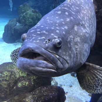 Downtown Aquarium - Great aquarium- take the kids - Museums Near Me - Denver, Colorado