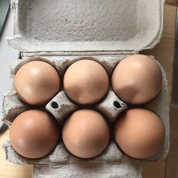 A Tiny House Resort - Complimentary eggs from the chickens on the farm - Resorts Near Me - South Cairo, New York A Tiny House Resort - Complimentary eggs from the chickens on the farm - Resorts Near Me - South Cairo, New York