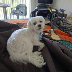 Jaco Kennel - Allegro posing on the quilt he supervised being made.