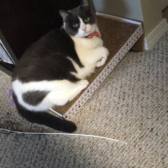 Seattle Animal Shelter - Blueberry living her scratcher! - Animal Shelters Near Me - Seattle, Washington Seattle Animal Shelter - Blueberry living her scratcher! - Animal Shelters Near Me - Seattle, Washington
