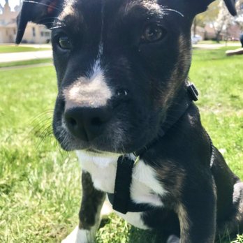 Wind Dancer Referrals - Pet Training Near Me - Walworth, Wisconsin Wind Dancer Referrals - Pet Training Near Me - Walworth, Wisconsin