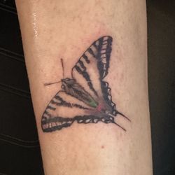 Kustom Thrills Tattoo - Zebra swallowtail butterfly