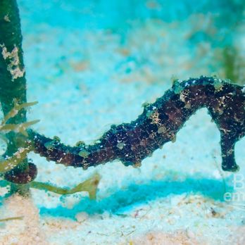 Blu-emotion Cozumel - A baby seahorse at Palancar Bricks! - Scuba Diving Near Me Blu-emotion Cozumel - A baby seahorse at Palancar Bricks! - Scuba Diving Near Me