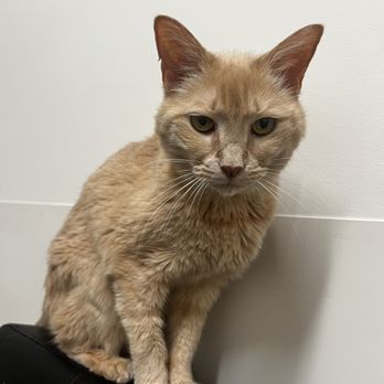 VEG ER for Pets - Stella at VEG - Emergency Pet Hospital Near Me - Austin, Texas