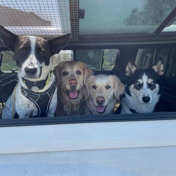 Active Pack - #Homies - Dog Walkers Near Me - San Francisco, California