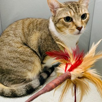 Pounce Hawaii - You can add on extra toys or catnip spray to help relax your kitty! - Pet Boarding Near Me - Honolulu, Hawaii Pounce Hawaii - You can add on extra toys or catnip spray to help relax your kitty! - Pet Boarding Near Me - Honolulu, Hawaii