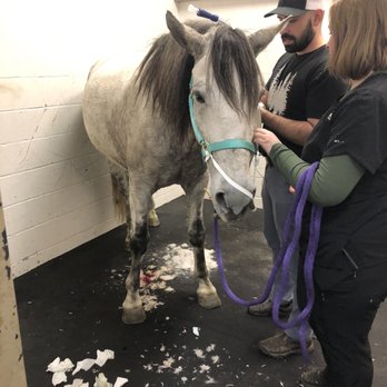 Pilchuck Veterinary Hospital - Small Animal - Pre surgery - Veterinarians Near Me - Snohomish, Washington Pilchuck Veterinary Hospital - Small Animal - Pre surgery - Veterinarians Near Me - Snohomish, Washington