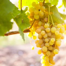 Wine History Tours