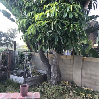 Reg’s Tree Service - Before. No tomatoes were harmed during this removal. For real! - Tree Services Near Me - Corona, California Reg’s Tree Service - Before. No tomatoes were harmed during this removal. For real! - Tree Services Near Me - Corona, California