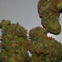 SLH- Super Lemon Haze SLH- Super Lemon Haze