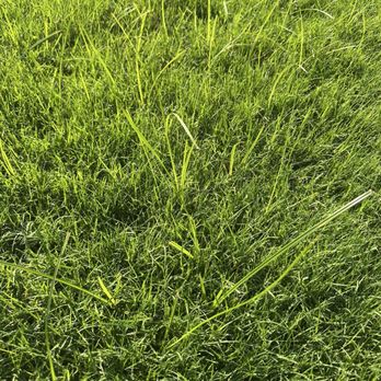 Nutri-Green Lawn Care - Weeds - Landscaping Near Me - Tulsa, Oklahoma