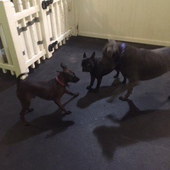 Bark & Roll - Pet Sitting Near Me - Chantilly, Virginia Bark & Roll - Pet Sitting Near Me - Chantilly, Virginia