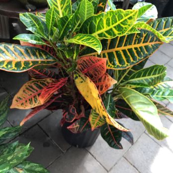 Ray Wiegand's Nursery - Crotons are some of my favorite plants - Nurseries & Gardening Near Me - Macomb, Michigan