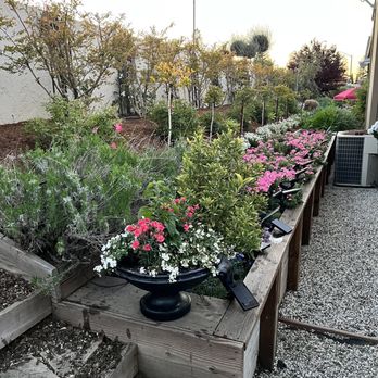 Johnson Garden Center - English Lavender, Hot Pink Verbena, Acoma Crepe Myrtles, Gardenia Topiaries, Candytuft and Variegated Lilies of the Nile. - Nurseries & Gardening Near Me - Morgan Hill, California Johnson Garden Center - English Lavender, Hot Pink Verbena, Acoma Crepe Myrtles, Gardenia Topiaries, Candytuft and Variegated Lilies of the Nile. - Nurseries & Gardening Near Me - Morgan Hill, California