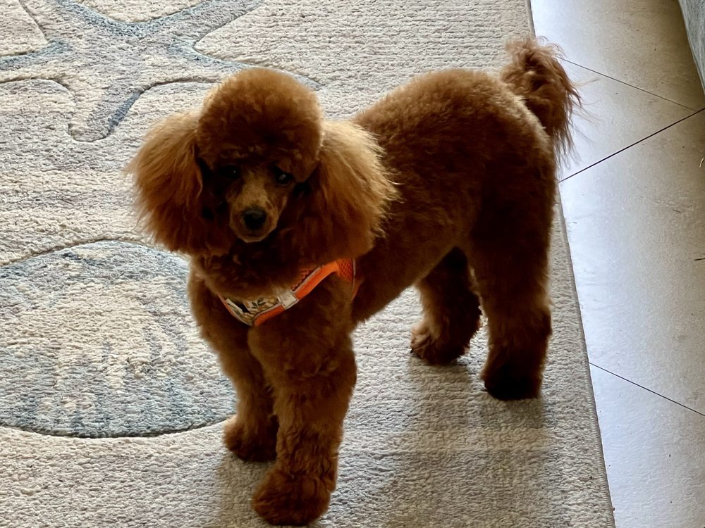 Pink Poodle Grooming Salon Image