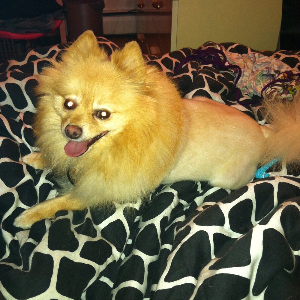 Paramus Puppy Spa - Neiko's lion cut. - Pet Groomers Near Me - Paramus, New Jersey Paramus Puppy Spa - Neiko's lion cut. - Pet Groomers Near Me - Paramus, New Jersey