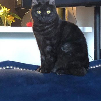 Paws Up Pet Sitting - Picture of Boo sent to me while working out of town by Paws Up! - Pet Sitting Near Me Paws Up Pet Sitting - Picture of Boo sent to me while working out of town by Paws Up! - Pet Sitting Near Me