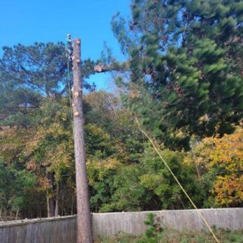 Tree Love - Tree Services Near Me