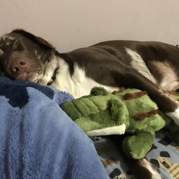 3 Dogs and a Chick - Pet Stores Near Me - Fort Walton Beach, Florida 3 Dogs and a Chick - Pet Stores Near Me - Fort Walton Beach, Florida