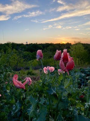 Fox Hill Restaurant & Gardens by null