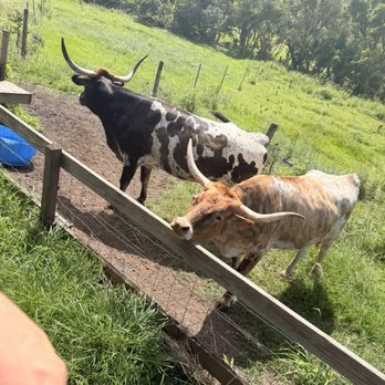 Kualoa Ranch - Tours Near Me - Kaneohe, Hawaii