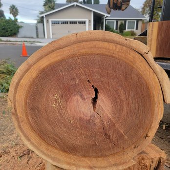 LJR TREE SERVICES - Updated July 2025 - 133 Photos & 45