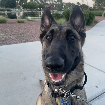 Content K9s - Hazel - Pet Training Near Me - Las Vegas , Nevada
