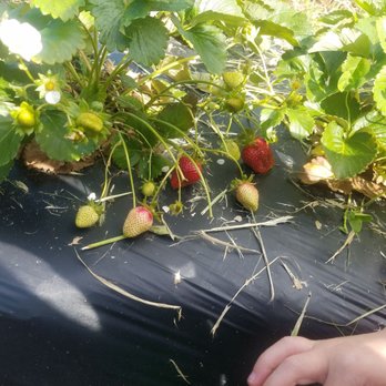 Evans Farms - a child picking strawberries from the ground - Farmers Market Near Me - Suffolk, Virginia Evans Farms - a child picking strawberries from the ground - Farmers Market Near Me - Suffolk, Virginia