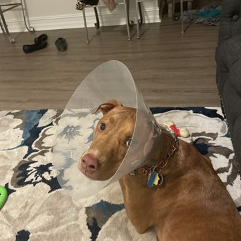 Doggies Gone Wild - Pet Sitting Near Me - Miami, Florida Doggies Gone Wild - Pet Sitting Near Me - Miami, Florida