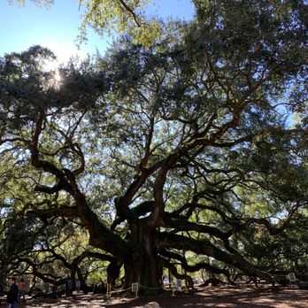 Angel Oak - Parks Near Me - Johns Island, South Carolina