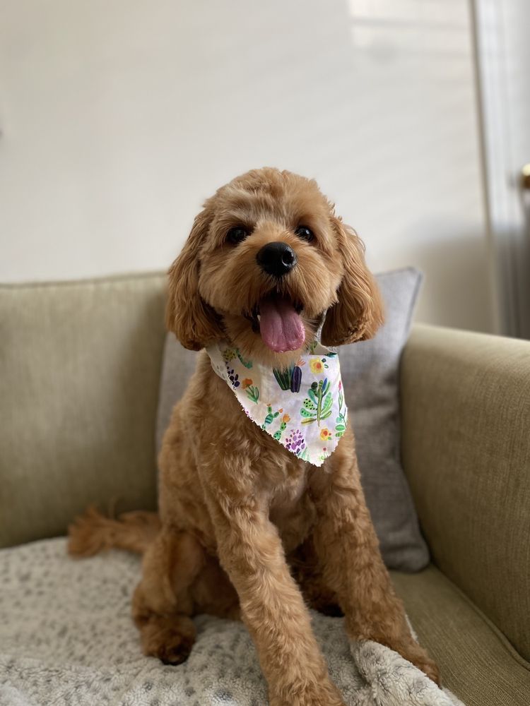 PET OASIS Updated August 2024 47 Photos & 24 Reviews 2333 Hylan