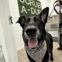 Photo of Wags And Whiskers Wash