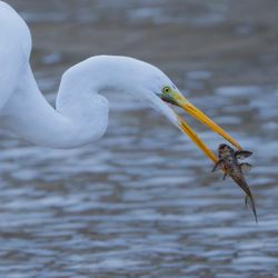 Sepulveda Basin Wildlife Preserve - Snowy Egret