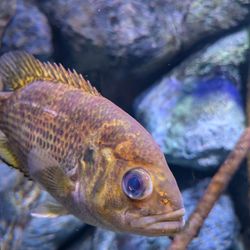 North Carolina Aquarium at Pine Knoll Shores