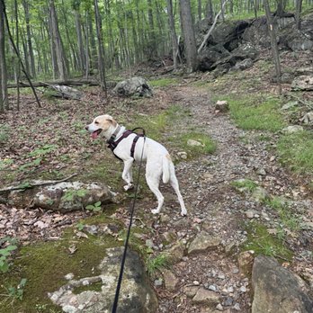 Mahlon Dickerson Reservation - Walking on the purple trail at the end of the campground loop. - Campgrounds Near Me - Jefferson Township, New Jersey