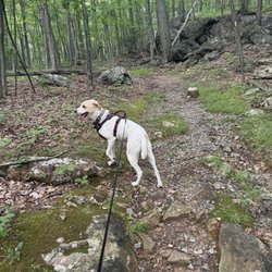 Mahlon Dickerson Reservation - Walking on the purple trail at the end of the campground loop.