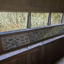 Mass Audubon Daniel Webster Wildlife Sanctuary - Bird blind inside