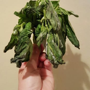Ralphs - WORST PRODUCE EVER!!! (This is "fresh" basil) looks "fresh" right???? - Grocery Near Me - Los Osos, California Ralphs - WORST PRODUCE EVER!!! (This is "fresh" basil) looks "fresh" right???? - Grocery Near Me - Los Osos, California