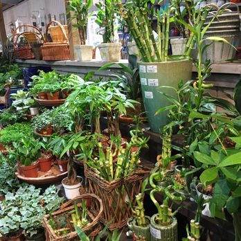Armstrong Garden Centers - Indoor plants 4 inches, bamboo and money trees - Nurseries & Gardening Near Me - San Diego, California Armstrong Garden Centers - Indoor plants 4 inches, bamboo and money trees - Nurseries & Gardening Near Me - San Diego, California