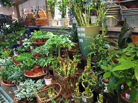 Armstrong Garden Centers 50 Photos 61 Reviews Nurseries Gardening 9939 Carmel Mountain Road San Diego Ca United States Phone Number Yelp