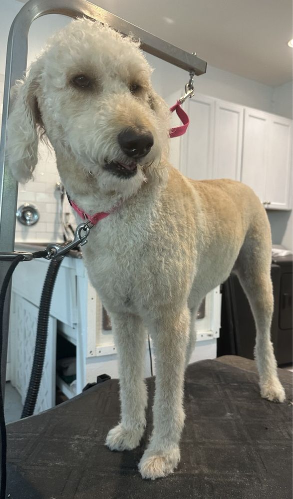 Furbulas Dogs Image