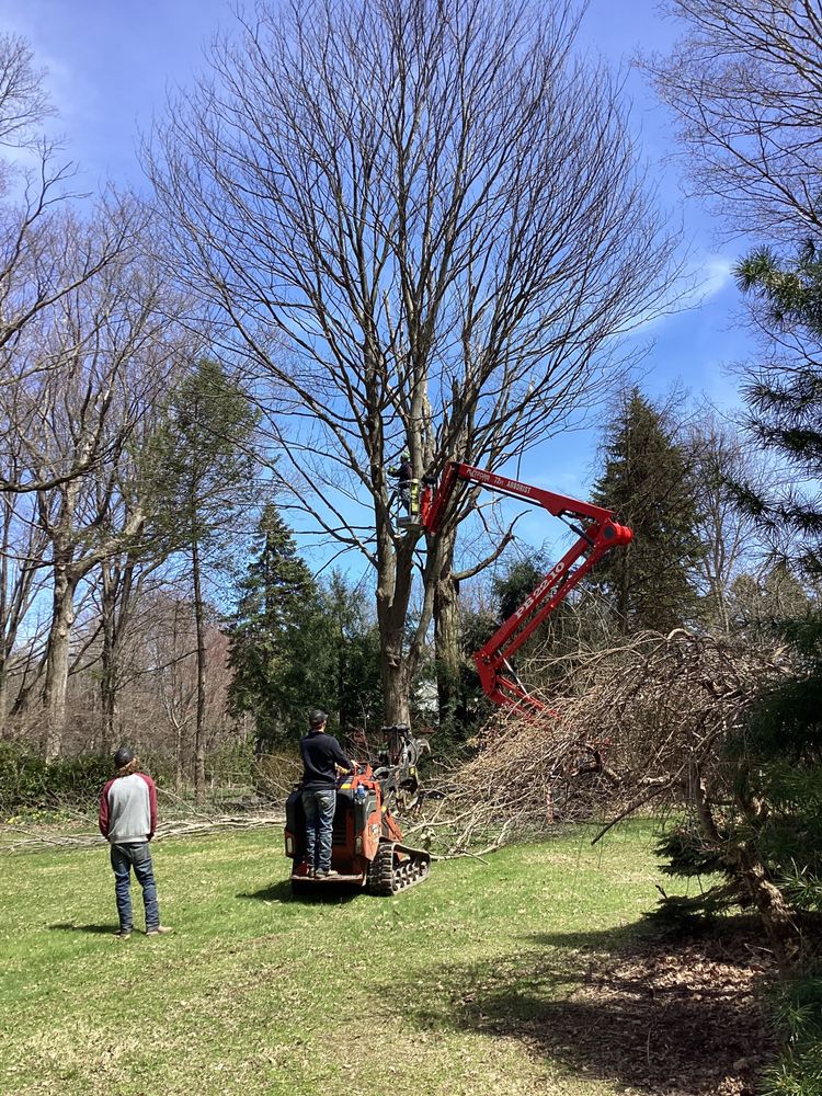 SCOTT’S TREE & STUMP REMOVAL Updated August 2024 702 W 11th St