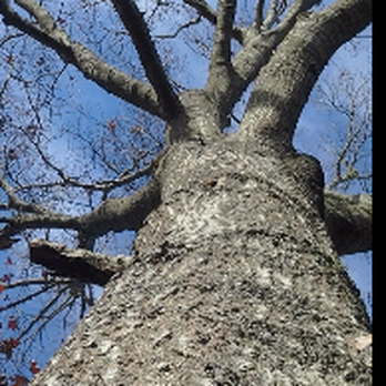 Forest Keepers Tree Care - Tree Services Near Me - Lawrence, Kansas