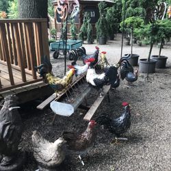 Edenvale Nursery