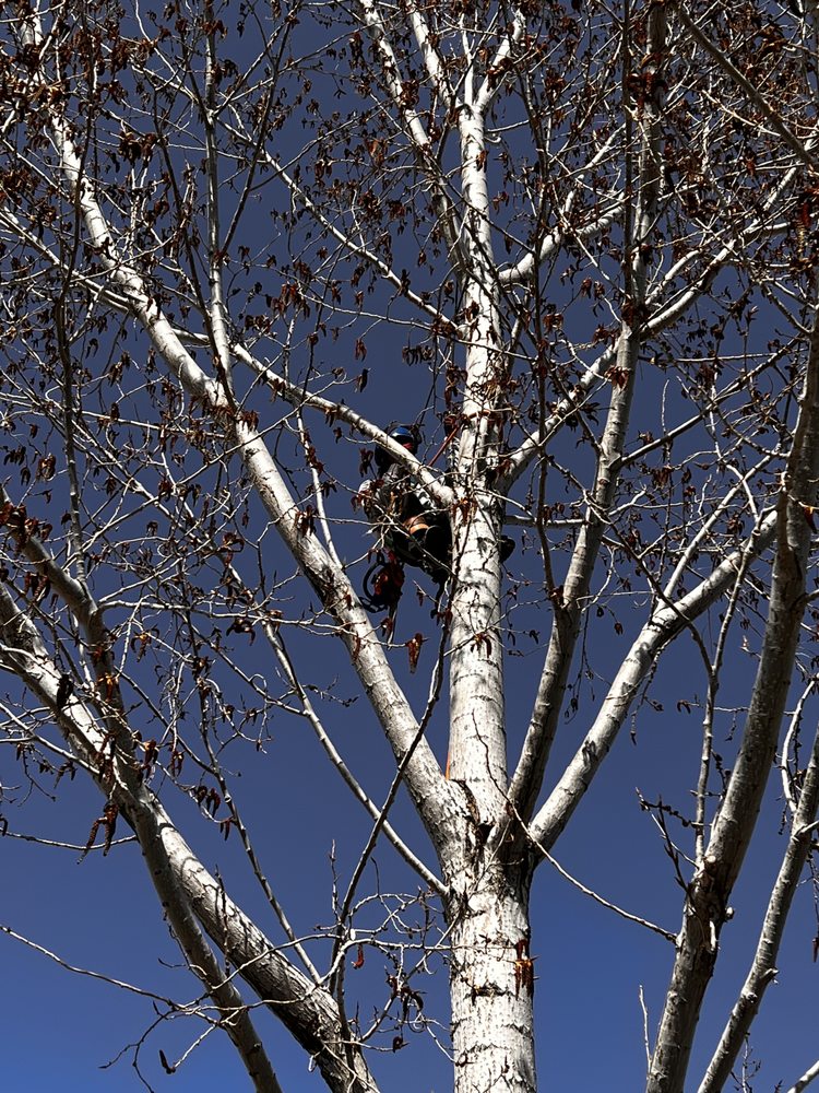Provo Tree Experts - tree service in Provo, UT