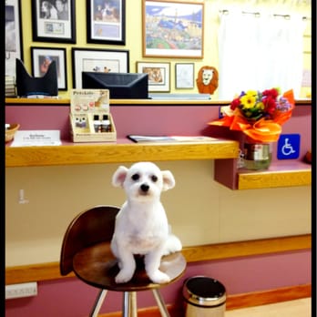 Aloha K9 Kuts - Store front w/Mickey posing... - Pet Groomers Near Me - Honolulu, Hawaii Aloha K9 Kuts - Store front w/Mickey posing... - Pet Groomers Near Me - Honolulu, Hawaii